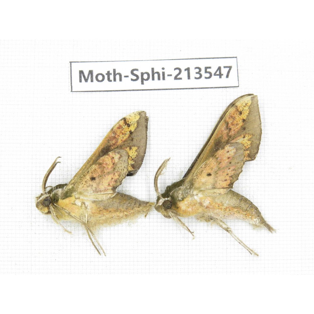 Sphingidae sp. China, Yunnan, Zhaotong area, Yiliang county. 2Pcs. Moth-Sphi-213547.