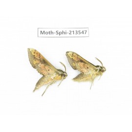 Sphingidae sp. China, Yunnan, Zhaotong area, Yiliang county. 2Pcs. Moth-Sphi-213547.