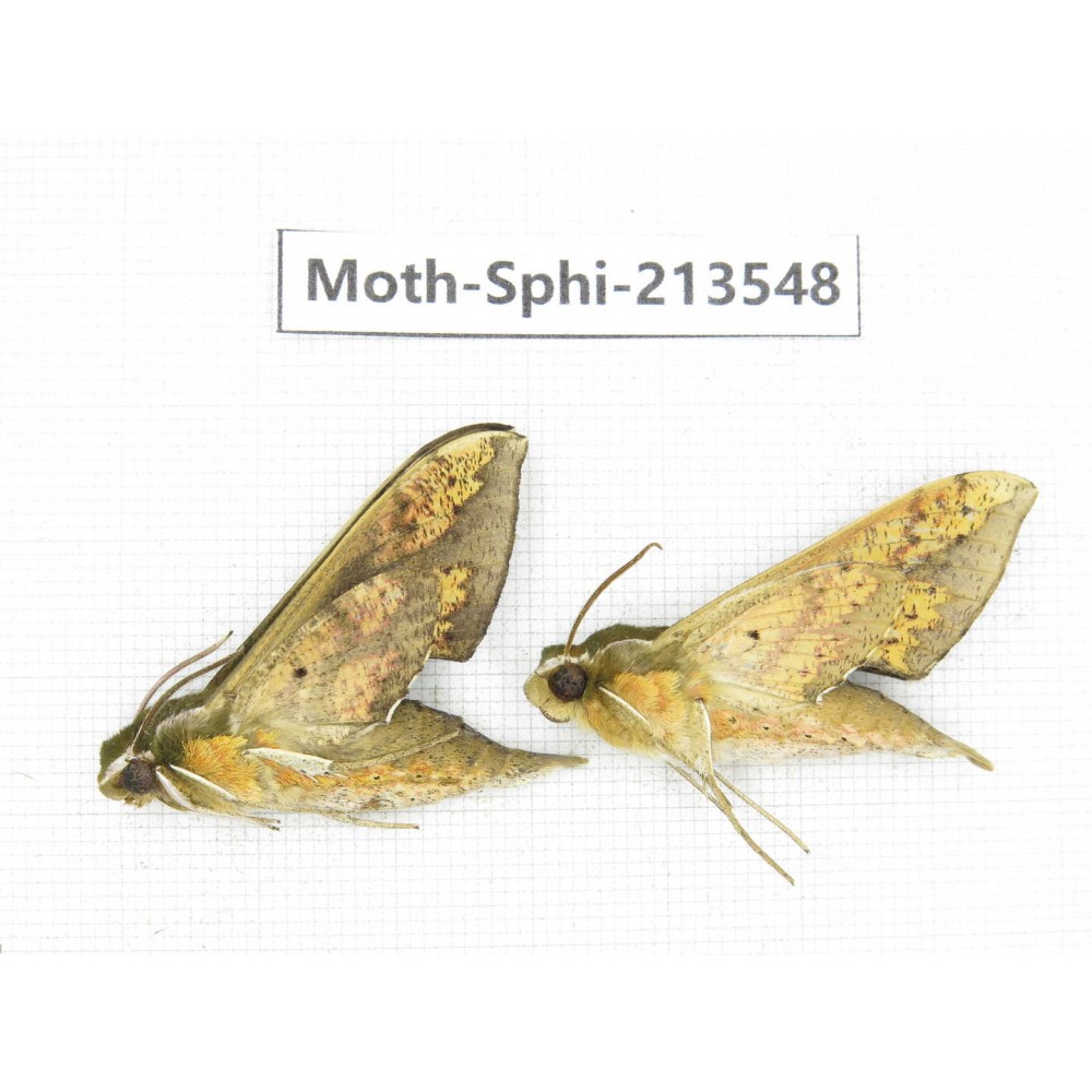 Sphingidae sp. China, Yunnan, Zhaotong area, Yiliang county. 2Pcs. Moth-Sphi-213548.