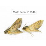 Sphingidae sp. China, Yunnan, Zhaotong area, Yiliang county. 2Pcs. Moth-Sphi-213548.