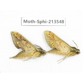 Sphingidae sp. China, Yunnan, Zhaotong area, Yiliang county. 2Pcs. Moth-Sphi-213548.