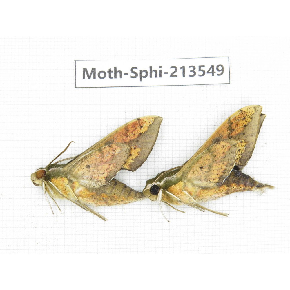 Sphingidae sp. China, Yunnan, Zhaotong area, Yiliang county. 2Pcs. Moth-Sphi-213549.