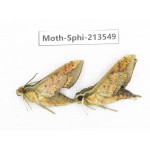 Sphingidae sp. China, Yunnan, Zhaotong area, Yiliang county. 2Pcs. Moth-Sphi-213549.