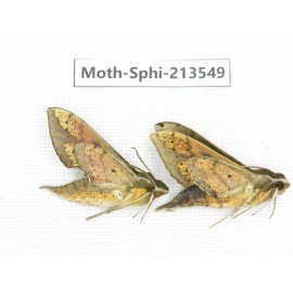 Sphingidae sp. China, Yunnan, Zhaotong area, Yiliang county. 2Pcs. Moth-Sphi-213549.
