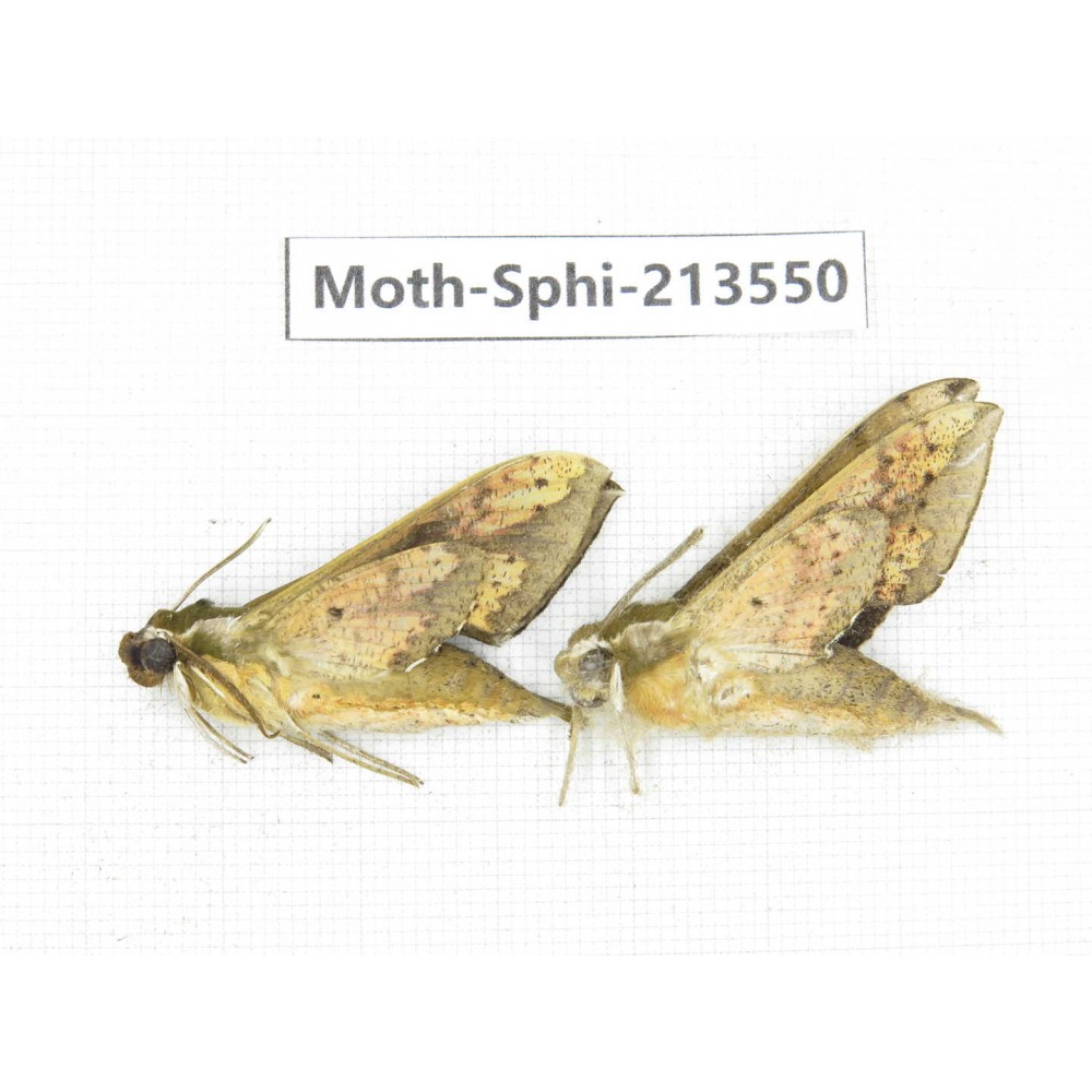 Sphingidae sp. China, Yunnan, Zhaotong area, Yiliang county. 2Pcs. Moth-Sphi-213550.