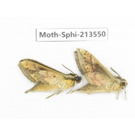Sphingidae sp. China, Yunnan, Zhaotong area, Yiliang county. 2Pcs. Moth-Sphi-213550.