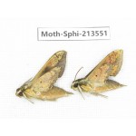 Sphingidae sp. China, Yunnan, Zhaotong area, Yiliang county. 2Pcs. Moth-Sphi-213551.
