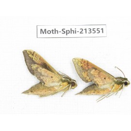 Sphingidae sp. China, Yunnan, Zhaotong area, Yiliang county. 2Pcs. Moth-Sphi-213551.