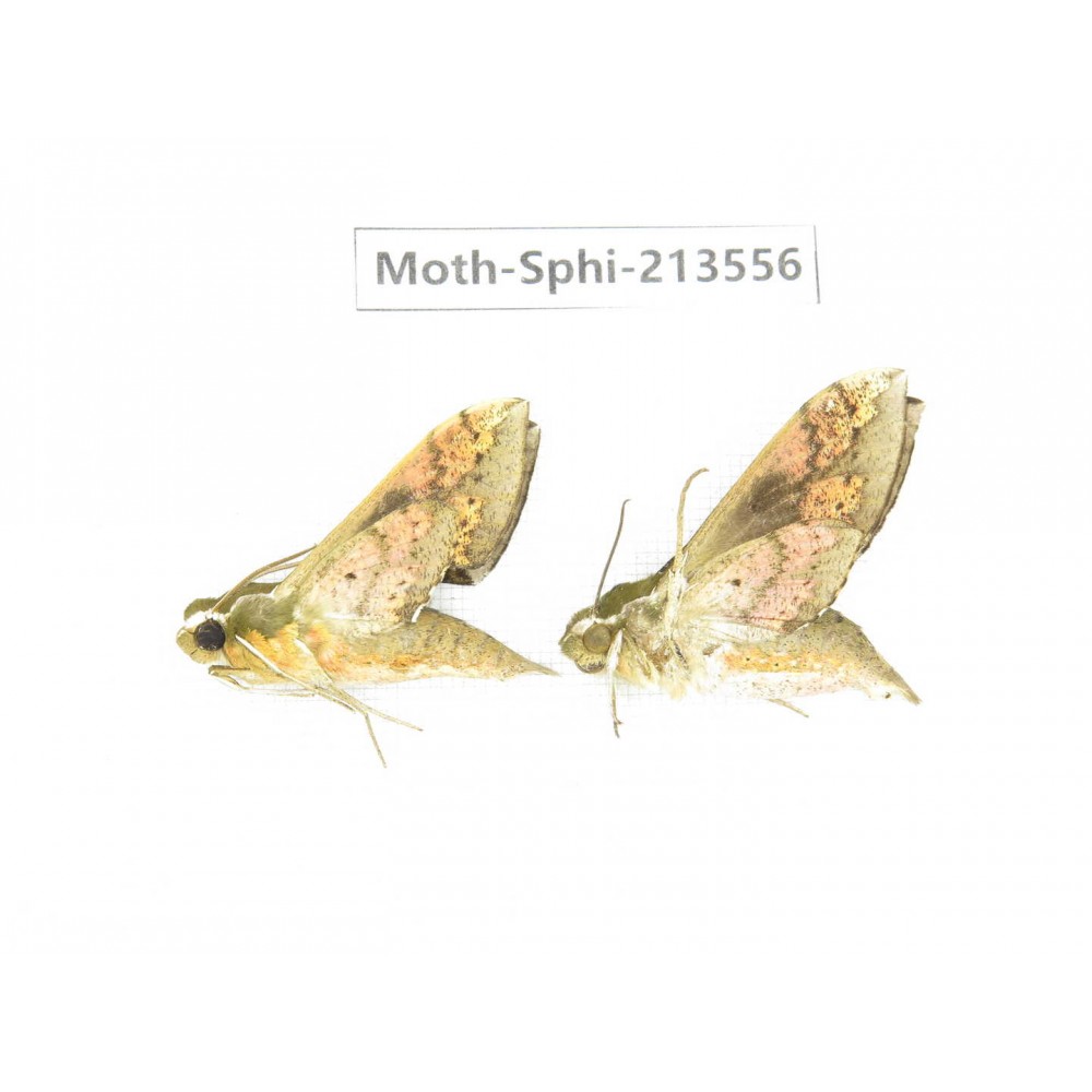 Sphingidae sp. China, Yunnan, Zhaotong area, Yiliang county. 2Pcs. Moth-Sphi-213556.