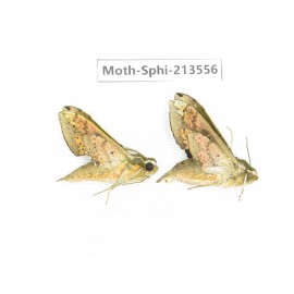 Sphingidae sp. China, Yunnan, Zhaotong area, Yiliang county. 2Pcs. Moth-Sphi-213556.