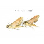 Sphingidae sp. China, Yunnan, Zhaotong area, Yiliang county. 2Pcs. Moth-Sphi-213557.