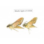 Sphingidae sp. China, Yunnan, Zhaotong area, Yiliang county. 2Pcs. Moth-Sphi-213558.