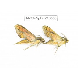 Sphingidae sp. China, Yunnan, Zhaotong area, Yiliang county. 2Pcs. Moth-Sphi-213558.