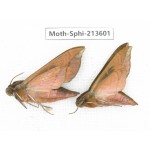 Sphingidae sp. China, Yunnan, Zhaotong area, Yiliang county. 2Pcs. Moth-Sphi-213601.