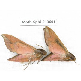 Sphingidae sp. China, Yunnan, Zhaotong area, Yiliang county. 2Pcs. Moth-Sphi-213601.