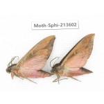 Sphingidae sp. China, Yunnan, Zhaotong area, Yiliang county. 2Pcs. Moth-Sphi-213602.