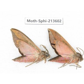 Sphingidae sp. China, Yunnan, Zhaotong area, Yiliang county. 2Pcs. Moth-Sphi-213602.