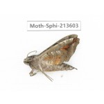 Sphingidae sp. China, Yunnan, Zhaotong area, Yiliang county. 1Pcs. Moth-Sphi-213603.