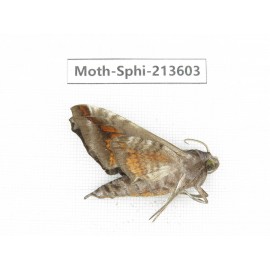 Sphingidae sp. China, Yunnan, Zhaotong area, Yiliang county. 1Pcs. Moth-Sphi-213603.