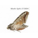 Sphingidae sp. China, Yunnan, Zhaotong area, Yiliang county. 1Pcs. Moth-Sphi-213604.