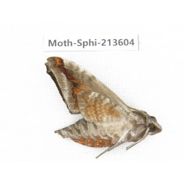 Sphingidae sp. China, Yunnan, Zhaotong area, Yiliang county. 1Pcs. Moth-Sphi-213604.