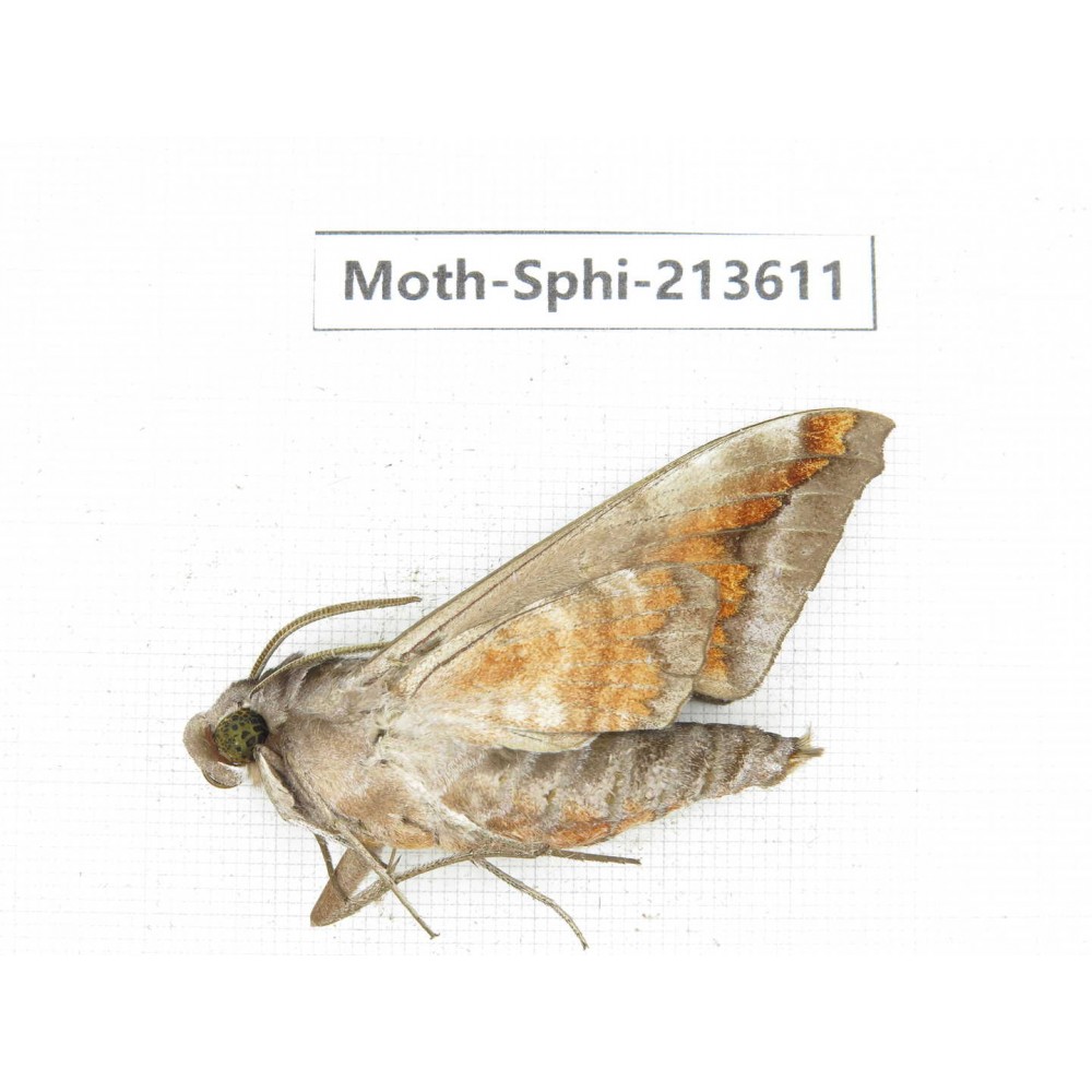 Sphingidae sp. China, Yunnan, Zhaotong area, Yiliang county. 1Pcs. Moth-Sphi-213611.