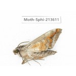 Sphingidae sp. China, Yunnan, Zhaotong area, Yiliang county. 1Pcs. Moth-Sphi-213611.