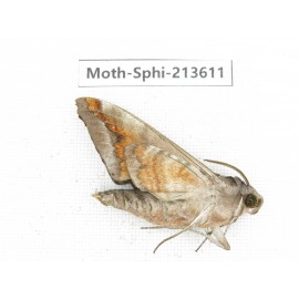 Sphingidae sp. China, Yunnan, Zhaotong area, Yiliang county. 1Pcs. Moth-Sphi-213611.