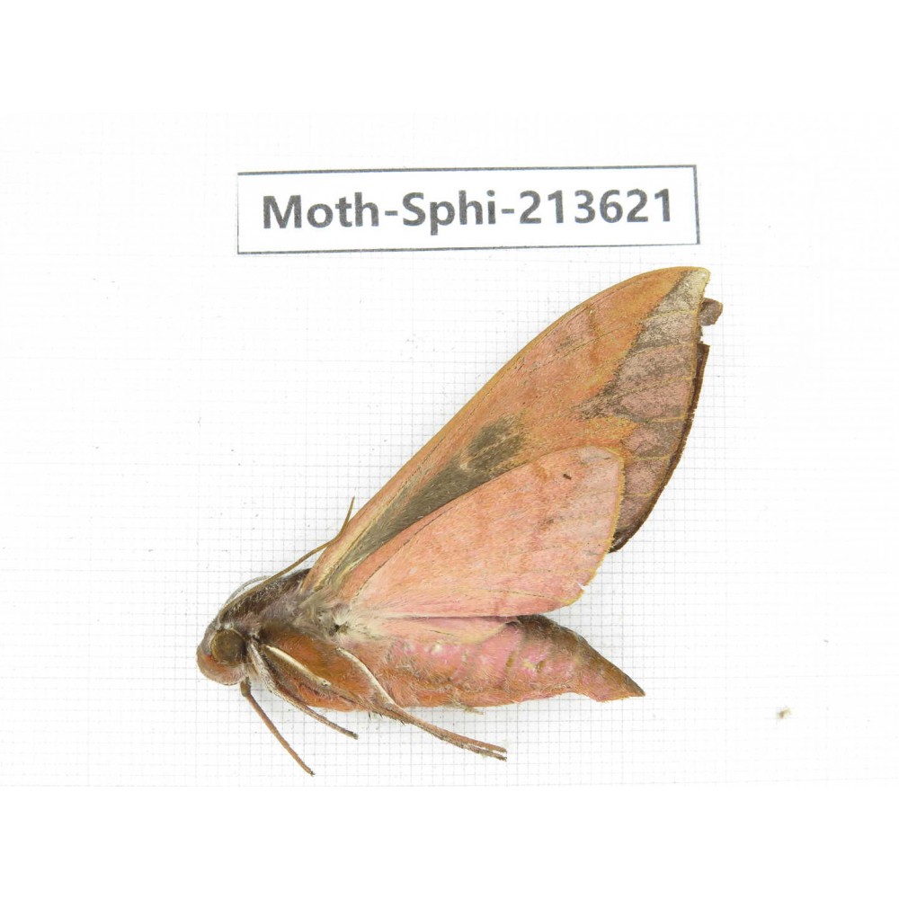 Sphingidae sp. China, Yunnan, Zhaotong area, Yiliang county. 1Pcs. Moth-Sphi-213621.