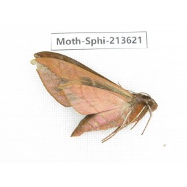 Sphingidae sp. China, Yunnan, Zhaotong area, Yiliang county. 1Pcs. Moth-Sphi-213621.