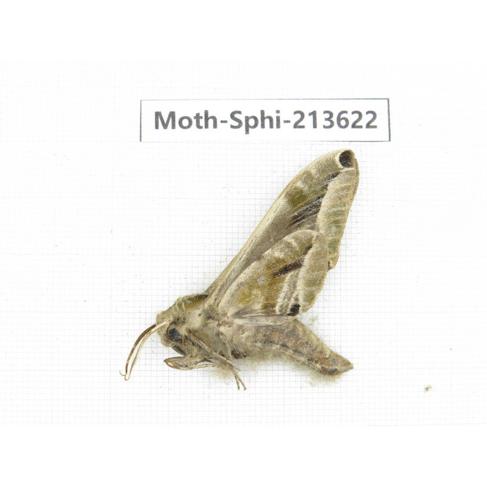 Sphingidae sp. China, Yunnan, Zhaotong area, Yiliang county. 1Pcs. Moth-Sphi-213622.