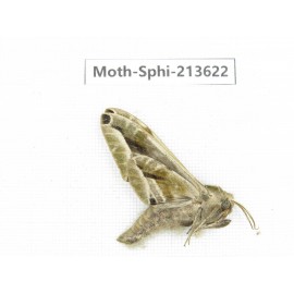 Sphingidae sp. China, Yunnan, Zhaotong area, Yiliang county. 1Pcs. Moth-Sphi-213622.