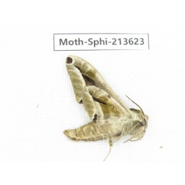 Sphingidae sp. China, Yunnan, Zhaotong area, Yiliang county. 1Pcs. Moth-Sphi-213623.