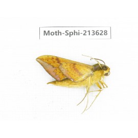 Sphingidae sp. China, Yunnan, Zhaotong area, Yiliang county. 1Pcs. Moth-Sphi-213628.