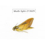 Sphingidae sp. China, Yunnan, Zhaotong area, Yiliang county. 1Pcs. Moth-Sphi-213629.