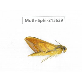 Sphingidae sp. China, Yunnan, Zhaotong area, Yiliang county. 1Pcs. Moth-Sphi-213629.