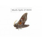 Sphingidae sp. China, Yunnan, Zhaotong area, Yiliang county. 1Pcs. Moth-Sphi-213634.