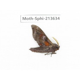 Sphingidae sp. China, Yunnan, Zhaotong area, Yiliang county. 1Pcs. Moth-Sphi-213634.