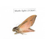 Sphingidae sp. China, Yunnan, Zhaotong area, Yiliang county. 1Pcs. Moth-Sphi-213641.