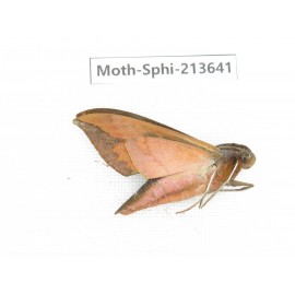 Sphingidae sp. China, Yunnan, Zhaotong area, Yiliang county. 1Pcs. Moth-Sphi-213641.
