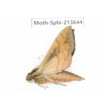 Sphingidae sp. China, Yunnan, Zhaotong area, Yiliang county. 1Pcs. Moth-Sphi-213644.