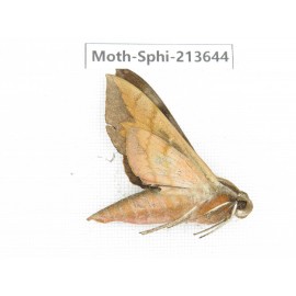 Sphingidae sp. China, Yunnan, Zhaotong area, Yiliang county. 1Pcs. Moth-Sphi-213644.