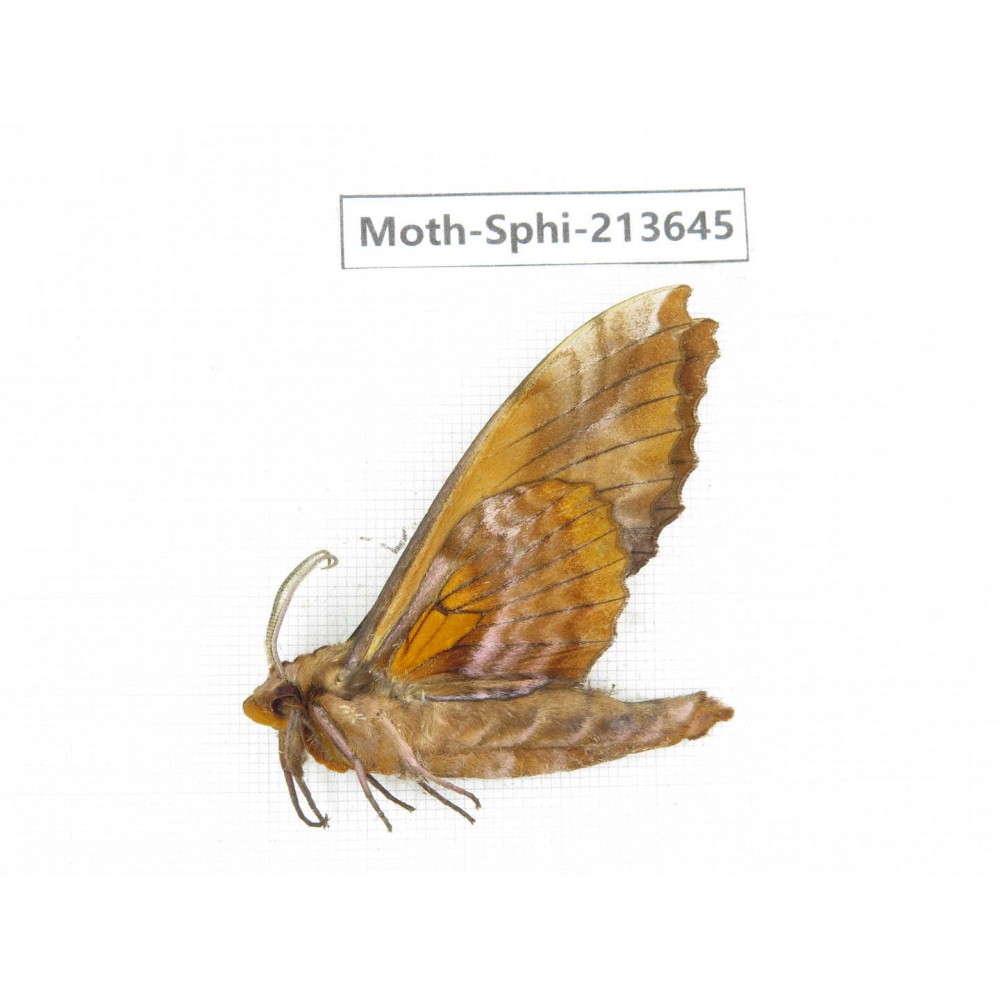 Sphingidae sp. China, Yunnan, Zhaotong area, Yiliang county. 1Pcs. Moth-Sphi-213645.