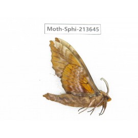 Sphingidae sp. China, Yunnan, Zhaotong area, Yiliang county. 1Pcs. Moth-Sphi-213645.