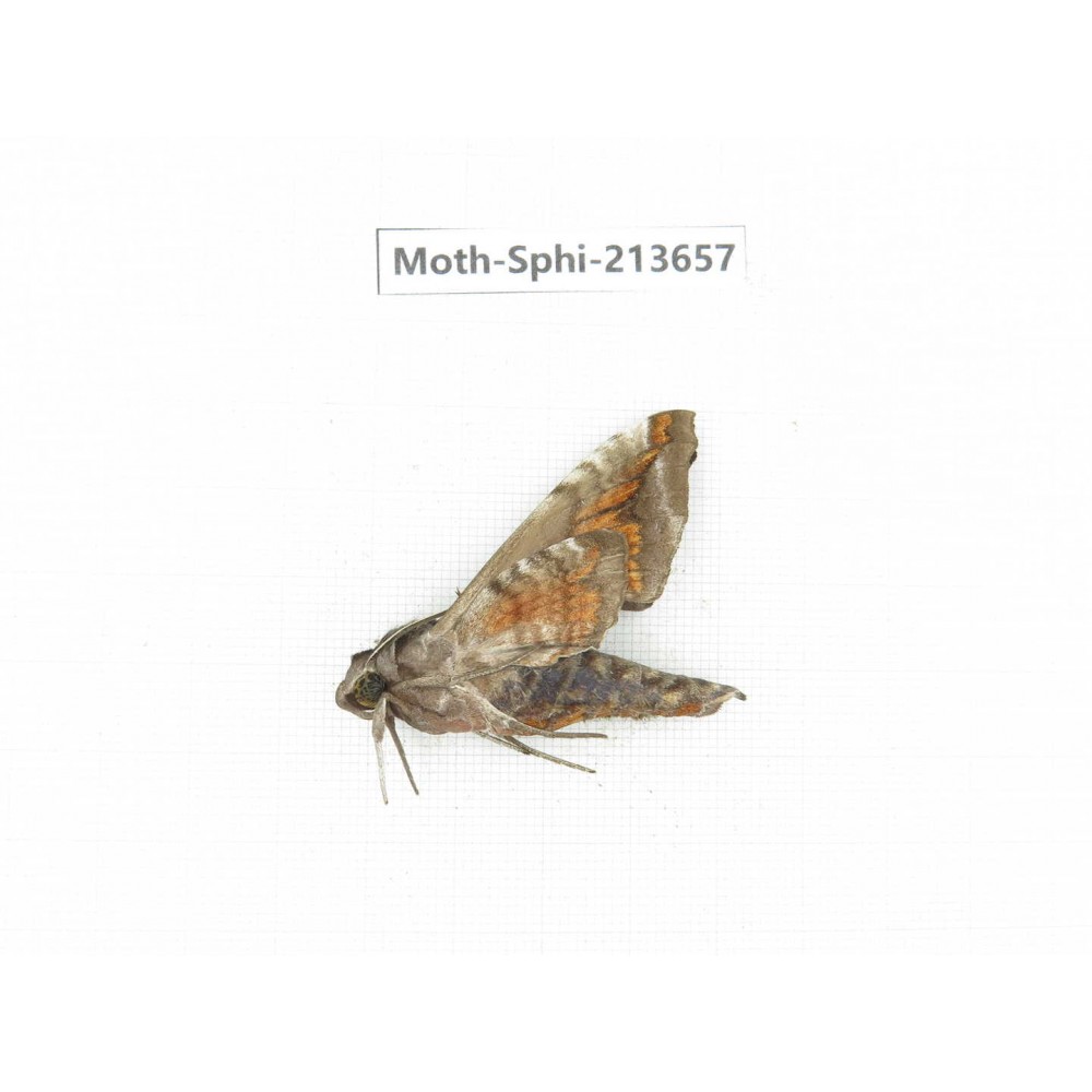 Sphingidae sp. China, Yunnan, Zhaotong area, Yiliang county. 1Pcs. Moth-Sphi-213657.