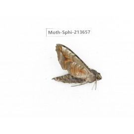 Sphingidae sp. China, Yunnan, Zhaotong area, Yiliang county. 1Pcs. Moth-Sphi-213657.
