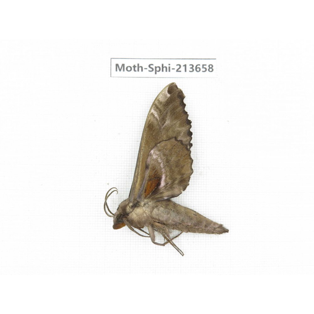 Sphingidae sp. China, Yunnan, Zhaotong area, Yiliang county. 1Pcs. Moth-Sphi-213658.