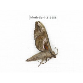 Sphingidae sp. China, Yunnan, Zhaotong area, Yiliang county. 1Pcs. Moth-Sphi-213658.