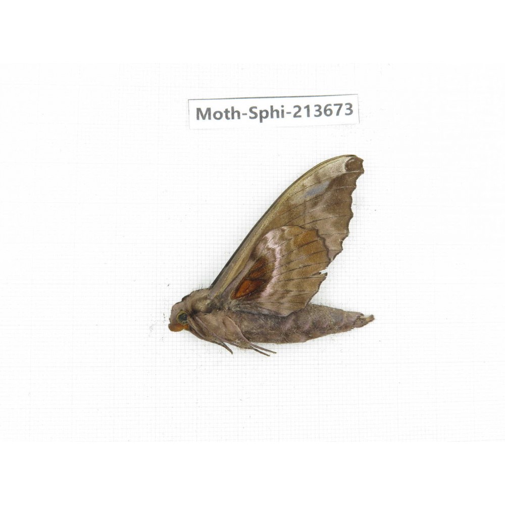 Sphingidae sp. China, Yunnan, Zhaotong area, Yiliang county. 1Pcs. Moth-Sphi-213673.