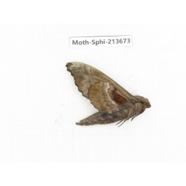 Sphingidae sp. China, Yunnan, Zhaotong area, Yiliang county. 1Pcs. Moth-Sphi-213673.